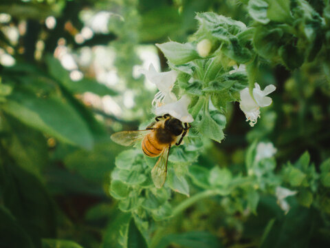 Abeja buscando polen