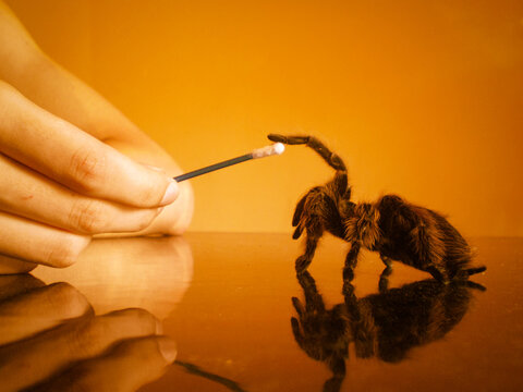 Ara&ntilde;a peluda tar&aacute;ntula