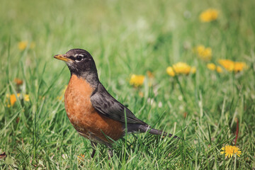 American Robin