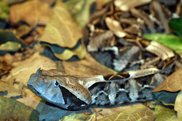 Gaboon Viper Snake At The Zoo