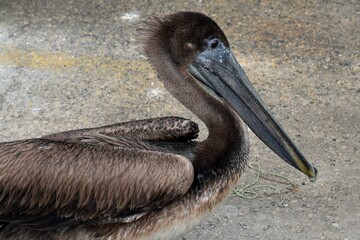 Pelican At Galveston Channel