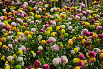 Multicolored Chrysanthemum flower or pom pom flower blossom in the garden
