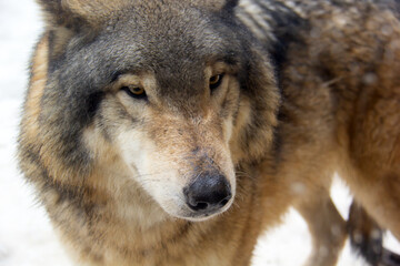 Obraz premium Portrait of a grey wolf