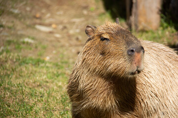 Portrait of a capybara standing on the grass