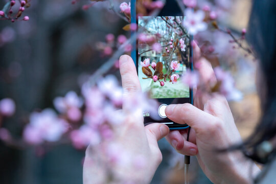 Person takes a photo of a beautiful spring sakura blossom (cherry or other fruit tree) on a smartphone.  Soft selective focus.