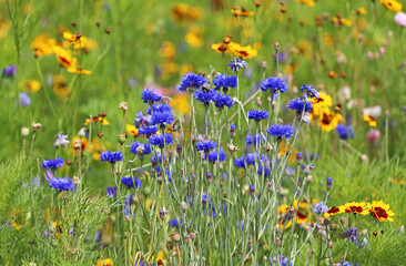 Blue cornflower on meadow