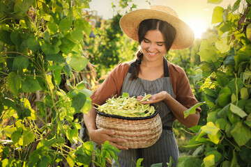 Young woman harvesting fresh green beans in garden