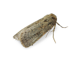 Single Hoplodrina ambigua moth isolated on white