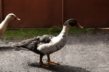 Beautiful domestic ducks in farmyard. Rural life