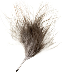 Brown Feather, Isolated
