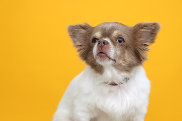 Adorable Chihuahua in dog collar on yellow background