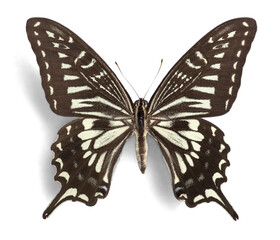 Fototapeta premium Black and White Butterfly