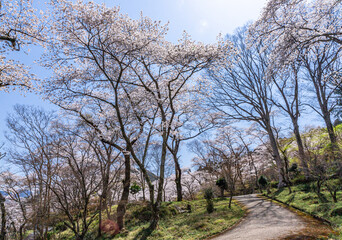 ああ、美しきかな、日本の桜 - obrazy, fototapety, plakaty