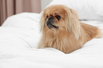 Cute Pekingese dog on bed in room