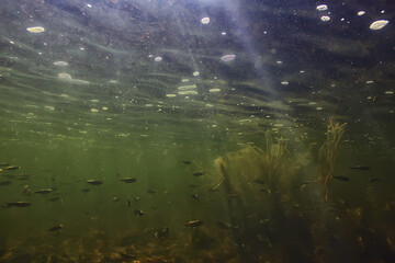 Fototapeta na wymiar flock of small fish underwater, freshwater bleak fish anchovy seascape