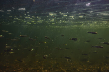 flock of small fish underwater, freshwater bleak fish anchovy seascape