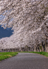 ああ、美しきかな、日本の桜
