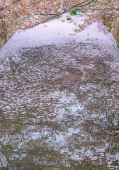 ああ、美しきかな、日本の桜