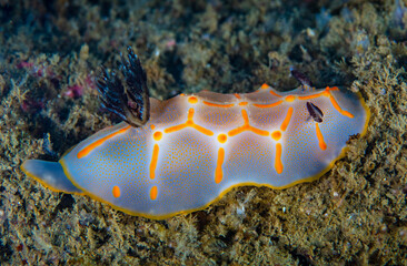 Nudibranch