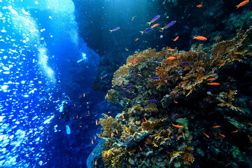 Fototapeta na wymiar small fish on a coral reef underwater wildlife