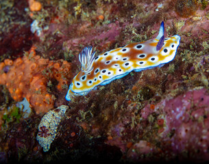 Nudibranch