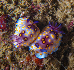 Nudibranch