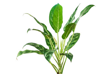 Aglaonema foliage, Spring Snow Chinese Evergreen, Exotic tropical leaf, transparent background, PNG...