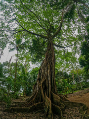 Corcovado jungle trees
