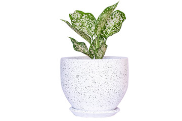 Aglaonema foliage, Spring Snow Chinese Evergreen, Exotic tropical leaf, transparent background, PNG File