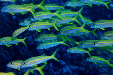 flock of fish goatfish underwater background