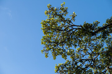 Dark Branches and Green Leaves Against Blue Sky.