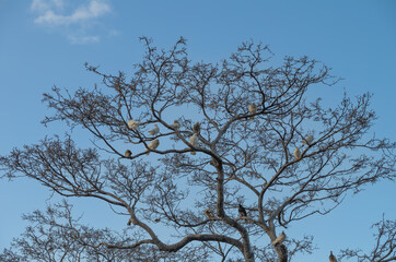 Birds Roosting in a Leafless Tree under Blue Sky.