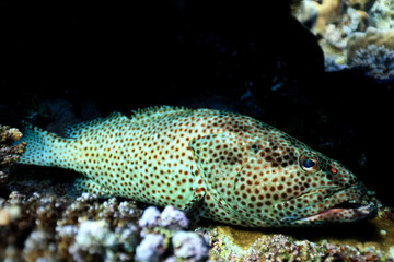 Naklejka na ściany i meble grouper underwater photo, fish diving nature wildlife
