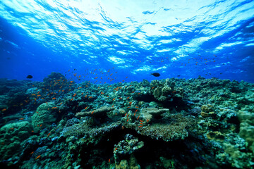 Naklejka na ściany i meble panorama coral reef underwater landscape seascape