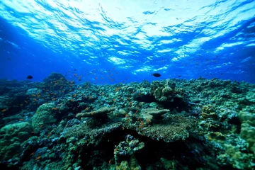 Foto op Aluminium panorama coral reef underwater landscape seascape © kichigin19