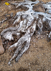 Silver Gray and Black Tree Stump in Red Dirt.