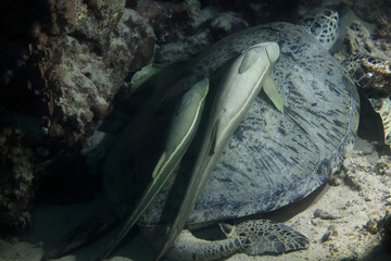 big sea turtle underwater photo, fish clingers, symbiosis ecosystem