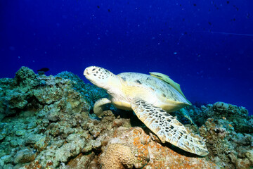 big sea turtle underwater photo, fish clingers, symbiosis ecosystem