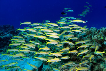 flock of fish goatfish underwater background