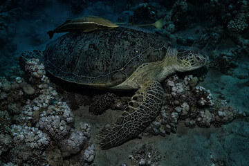 Fototapeta premium big sea turtle underwater photo, fish clingers, symbiosis ecosystem
