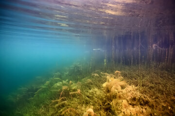 Fototapeta na wymiar clear water lake underwater, wallpaper swamp, fresh water river