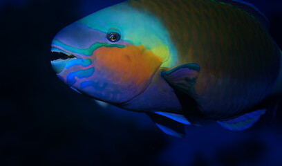 tropical fish on a coral reef underwater wildlife