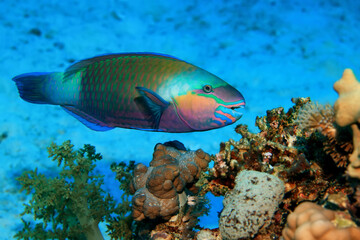 tropical fish on a coral reef underwater wildlife