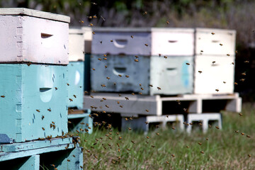bees in the beehive
-Florida