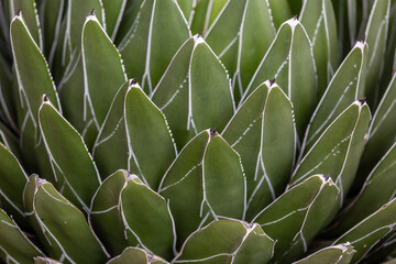 Agave Cacti growing in a bunch in the desert.