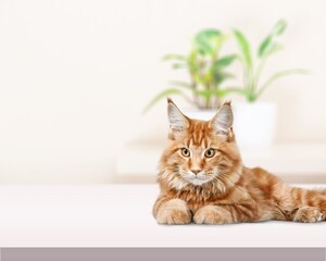 Cute young smart cat pet