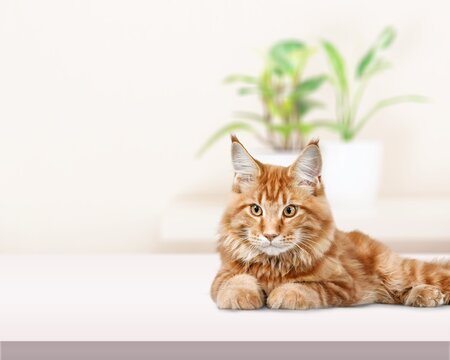 Cute young smart cat pet