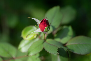 Red rose bud growing in the garden with copy space.