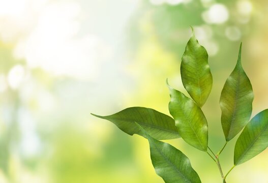 Green plant on beautiful nature background
