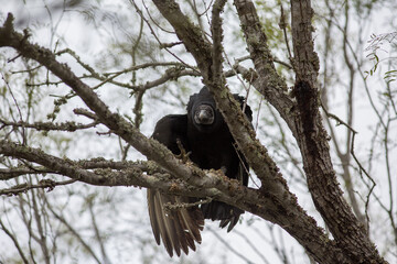 Black Vulture